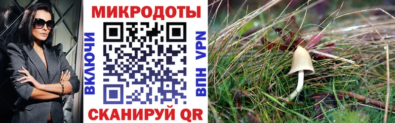 Псилоцибиновые грибы Psilocybine cubensis  наркошоп  Сасово 